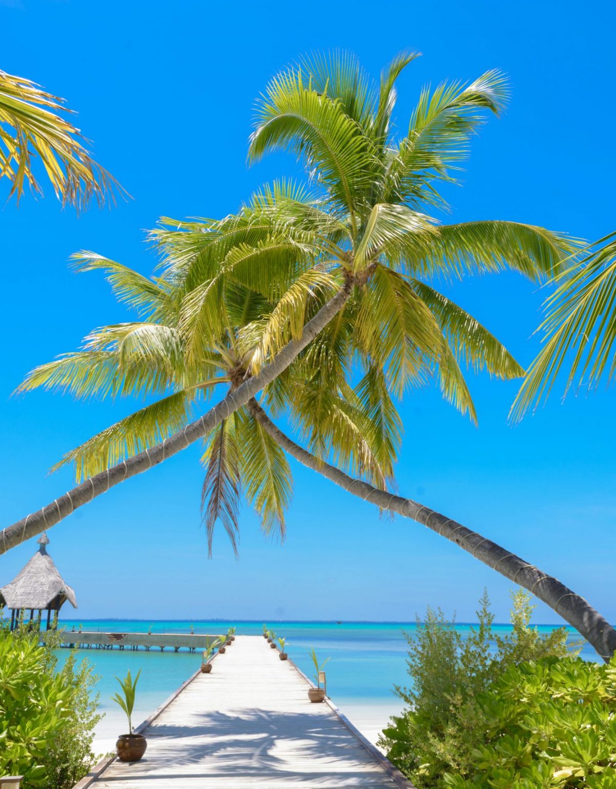 pexels-asadphoto-1591375